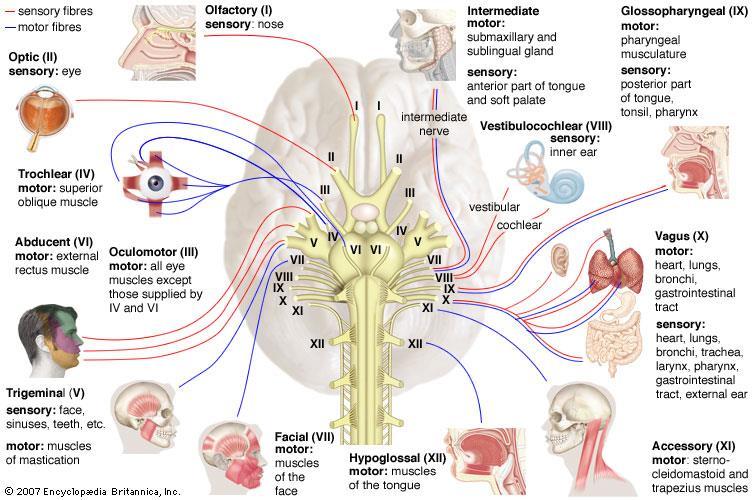 12 pairs of cranial nerves are associated with the ventral aspect of the brain. The first 2 pairs attach to the forebrain, the rest originate from the brainstem.
