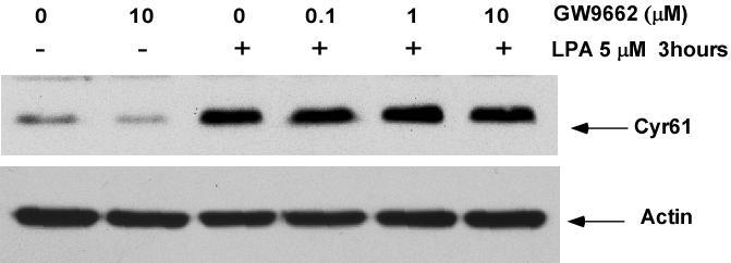 Figure 10. GW9662 has no effect on LPA-induced Cyr61 protein expression.