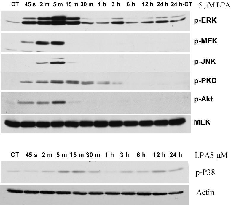 Figure 13. LPA induces the activation of MAPKs, Akt, and PKD in MASMC. 5 M LPA was added to quiescent MASMC. At the time points indicated above, cells were lysed.