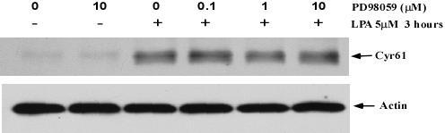 Figure 14. U0126 doesn't block LPA-induced Cyr61 protein expression.