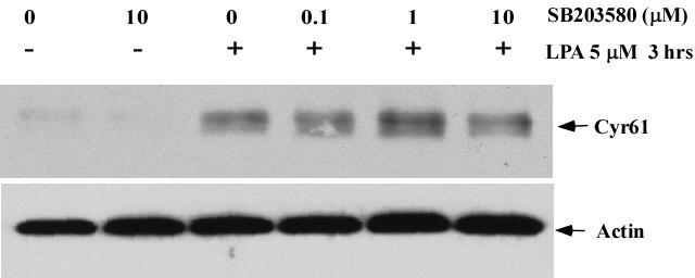 Figure 16. SB203580 doesn't block LPA-induced Cyr61 protein expression.