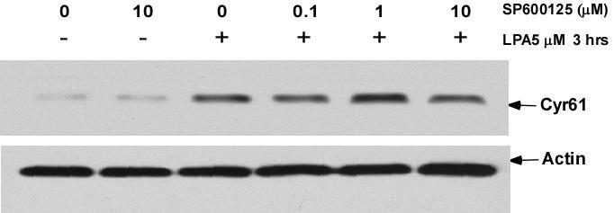 Cyr61 protein level was determined by Western blotting with 10% SDS-PAGE gel. The expression of Actin was used as the loading control. Figure 17.