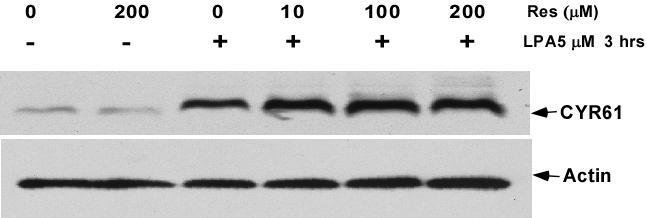 Figure 18. Resveratrol doesn't block LPA-induced Cyr61 protein expression.