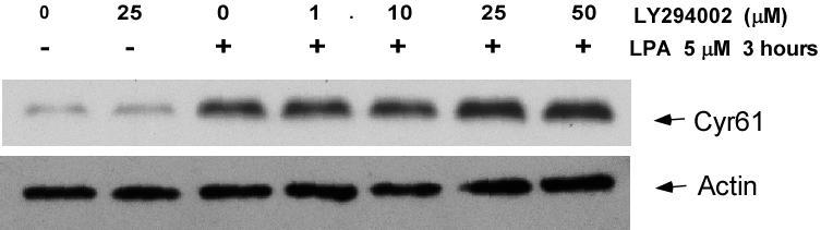 Figure 20. LY294002 doesn't block LPA-induced Cyr61 protein expression.