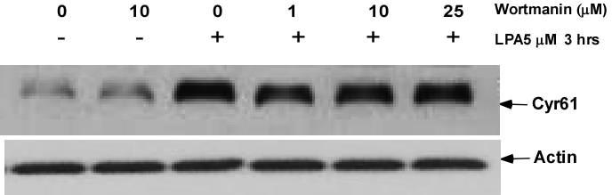 Cyr61 protein level was determined by western blotting with 10% SDS-PAGE gel. Actin was detected as the loading control. Figure 21.