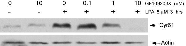 Figure 22. PKC inhibitor GF109203X blocks LPA-induced Cyr61 protein expression.