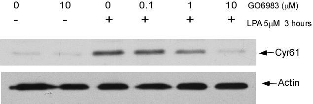 Cyr61 protein level was determined by western blotting with 10% SDS-PAGE gel. Actin was detected as the loading control. Figure 23.