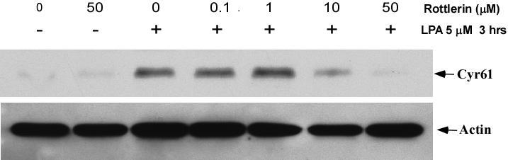 Figure 25. Rottlerin blocks LPA-induced Cyr61 protein expression.