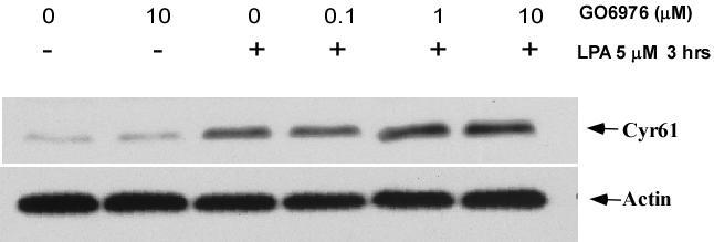 Cyr61 protein level was determined by Western blotting with 10% SDS-PAGE gel. Actin was detected as the loading control. Figure 26.