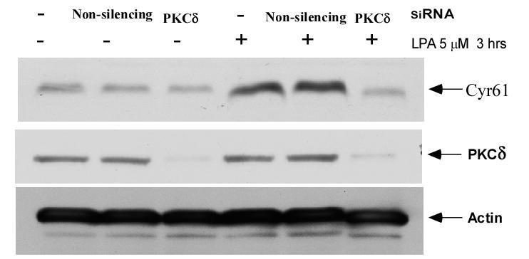 Figure 27. Transfection of PKC sirna blocks LPA-induced Cyr61 protein expression in MASMCs.