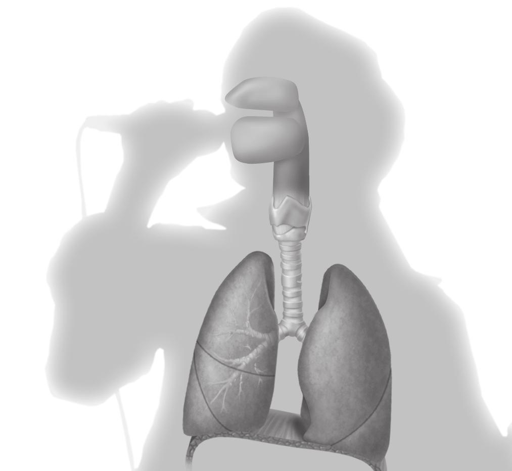 Nose The Respiratory System Mouth Pharynx Trachea Visual Check 9. Illustrate Trace the path of airflow through the respiratory system.