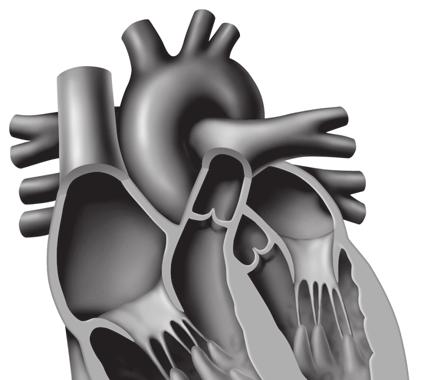 SCIENCE USE V. COMMON USE vessel Science Use a tube in the body that carries fluid such as blood Common Use a ship Visual Check 12. Classify What are the names of the two main sections of the heart?