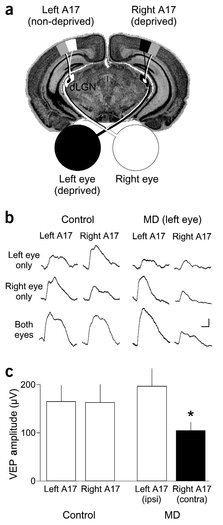 Figure 2 Brief MD leads to depression of synaptic transmission in A17 contralateral to the deprived eye (DE).