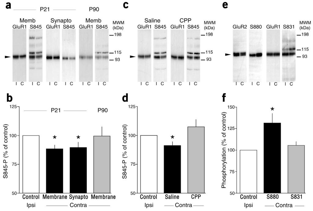 Figure 3 Brief MD alters AMPAR phosphorylation in visual cortex.