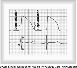 The Normal Electrocardiogram Relationship Between the Ventricular Action Potential and QRS / T Waves A ventricular action potential shows a very quick depolarization, followed by an increasingly