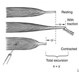 org/wiki/medical_physiology/ Cellular_Physiology/Cell_junctions_and_Tissues) Potential Excursion (Amplitude) The distance a muscle can contract if Freed from all its connective tissue attachments