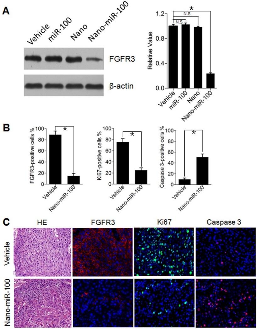 Inhibition of Cell Proliferation and Induction of Apoptotic Cell Death by PMMNCs-miR-100 delivery To investigate cell proliferation inhibition and induced cell apoptosis in PDXs by systemic
