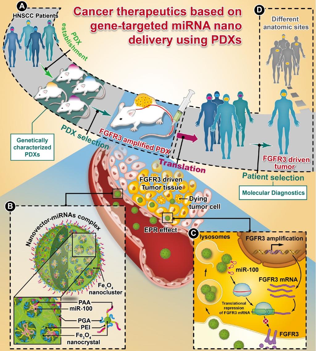 reliably evaluating the efficacy of FGFR3-targeted mirna delivery.