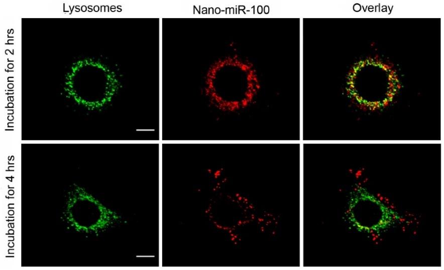 684 Figure 5. Confocal microscopy images of HN-13 cells stained by LysoTracker green at two different time points after exposure to nano-mirna-100 (P MMNCs-miR-100).