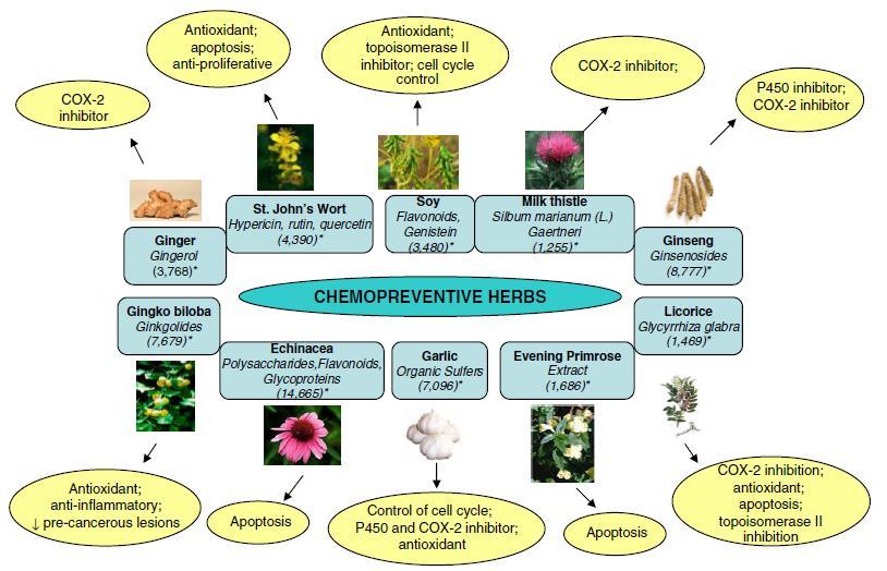 Figure 1. Some of the herbs widely consumed in USA and reported to have chemopreventive efficacy in the literature.