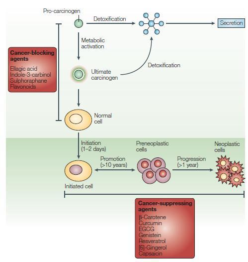 Figure 2. The process of carcinogenesis is defined as initiation, promotion and progression. Progression is shown here to include the growth of malignant tumors, invasion and metastasis.