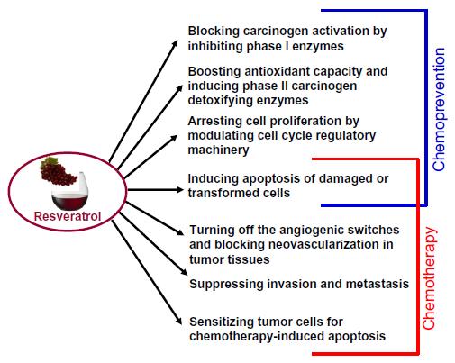 potential of RESV. The induction of apoptosis in various premalignant or cancerous cells by RESV can contribute to both chemopreventive and chemotherapeutic potential of this compound (Fig. 4) [11].