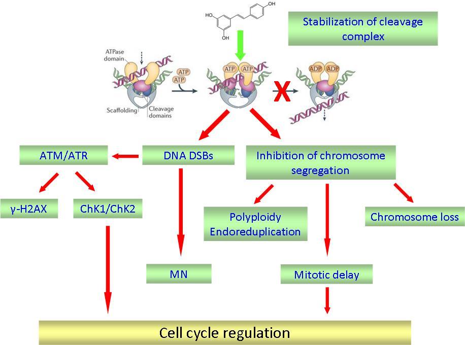 DNA damage signalling and cell cycle control in cancer cells. Moreover it affects chromosome stability at various levels in CHO cells as a consequence of TOPO2 poisoning.