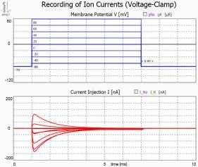 4 Changed command potentials. Typical voltage-clamp experiments are done with application of a family of voltage stimuli with systematically changed command potentials.