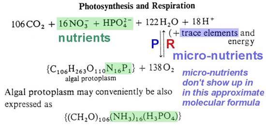 Photosynthesis and Nutrient elements The concentrations of N, P, C and O in the hydrosphere are intricately related by the Redfield relationship, which closely describes phosynethesis and respiration