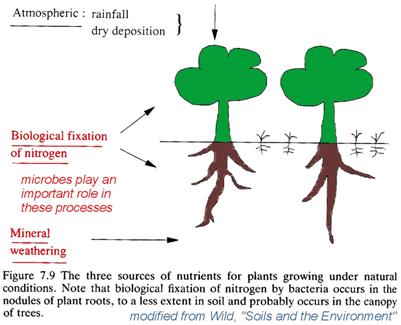 Terrestrial ecosystems cycle nutrients very efficiently: N & P will cycle through plant tissues many times before being lost from a soil system.