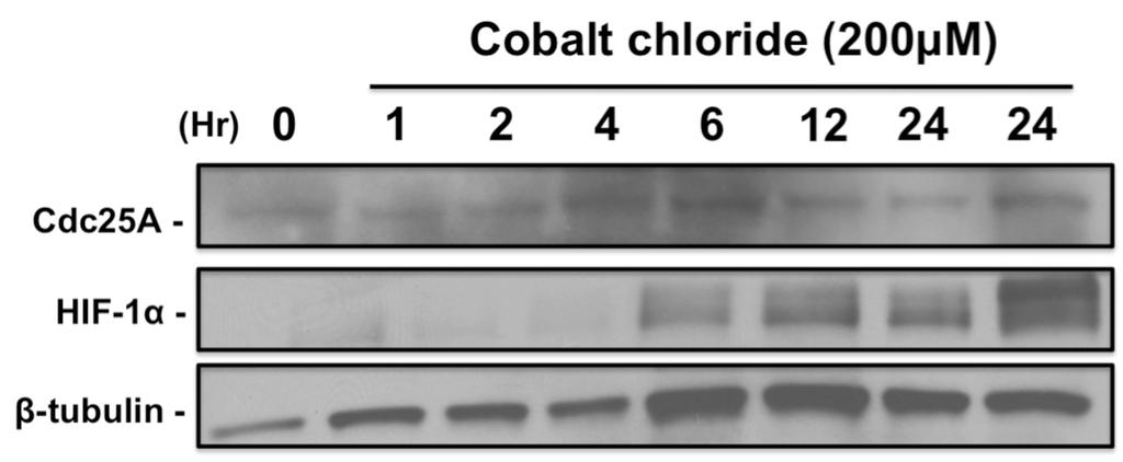 These cells were exposed to hypoxic conditions for 24 hours followed by analysis of Cdc25A levels by Western blotting.