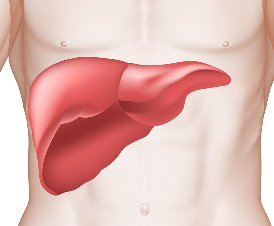 Why is the liver important? Your liver is a vital organ that performs many essential functions. It s the largest solid organ in the body and is located under your rib cage on the upper right side.