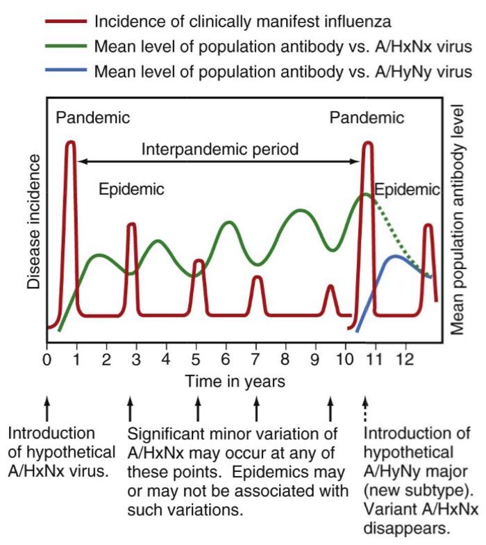 Antigenic drift minor changes within HA/NA in both viruses Gradual accumulation of amino-acid changes Immunologic selection of new virus Antigenic Shift more radical changes in HA/NA or