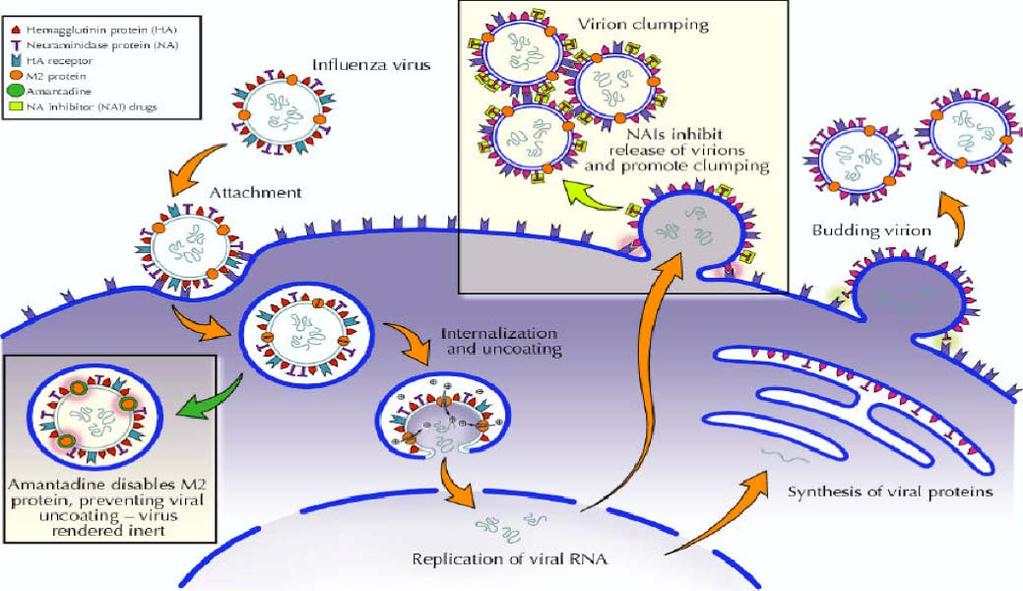 M2 Inhibitors Amantadine, Rimantadine Not used because of widespread resistance Inhibits M2 ion channel, acidifies interior of virus, which inhibits viral uncoating Only active against influenza A