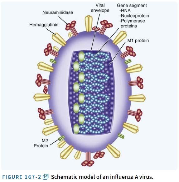 80-120nm enveloped virus with surface spikes of HA, NA HA viral attachment protein 16 (H1-H16) highly divergent antigenically distinct HA in influenza A NA enzyme that catalyzes
