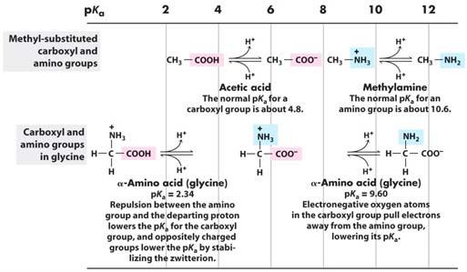 Amino Acids Titration of an Amino Acid Local Chemistry Affects the Charge Properties of Amino Acids pk 1 lies between ph 1.8-2.4 pk 2 lies between ph 8.8-11.