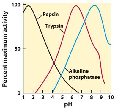 Amino Acids But Enzyme Catalysis is Also ph-sensitive Why might this be?