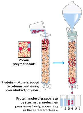 Working with Proteins Column Chromatography Size Exclusion (SEC) A protein s size and shape affect its ability to move through a matrix of of porous beads or a porous membrane Proteins elute in