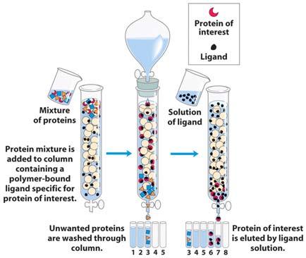 Working with Proteins Column Chromatography Affinity (Aff) Proteins can naturally or artificially contain special binding properties: Receptor-ligand interactions Protein-protein interactions Samples