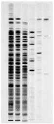 molecular sieves through which molecules may or may not be able to pass based on their size: Agarose (DNA) and Polyacrylamide (Proteins) Chapter 3 43 Working with Proteins Electrophoresis SDS (sodium