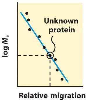 gradient is established by allowing a mixture of low MW organic acids and bases