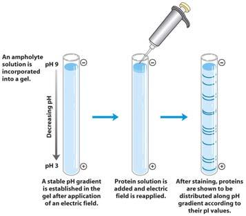 When a protein mixture is added, the protein components migrate until they reach a ph