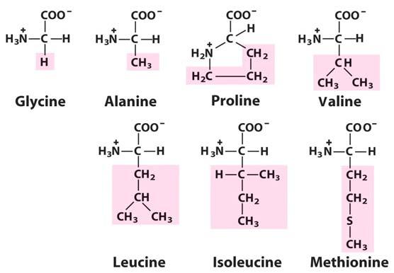 Amino Acids The Seven Aliphatics (Non-polar) These seven amino acids tend to cluster together