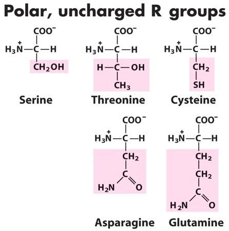 Chapter 3 7 Amino Acids The Five Uncharged (Polar) The R groups of these five amino acids are