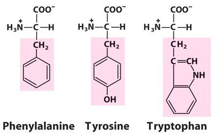 Amino Acids The Three Aromatics These three amino acids are relatively non-polar and all can participate in