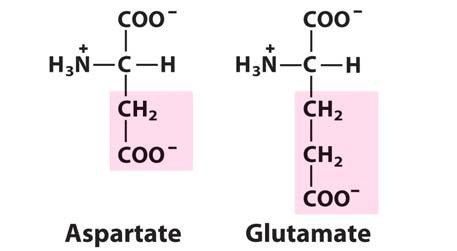 Amino Acids The Two Acidics These two amino acids (along with the basic AAs) are the most hydrophilic AAs and can participate in hydrogen bonding interactions as H-bond acceptors.
