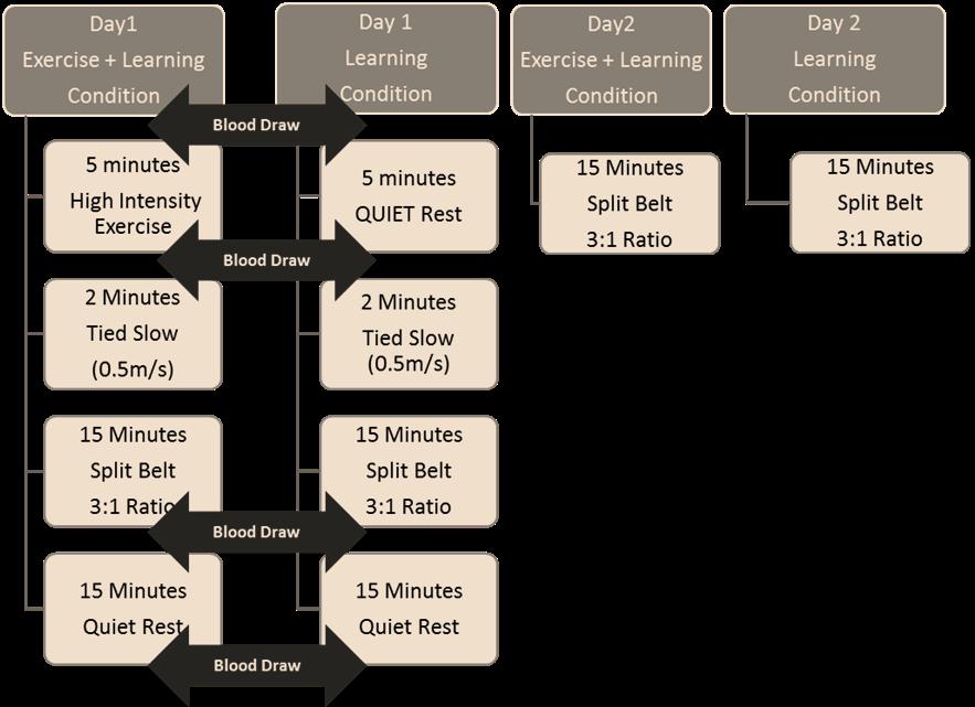 Figure 4.1 Experimental Protocol. All subjects participated in two sessions of split-belt treadmill walking on two consecutive days.