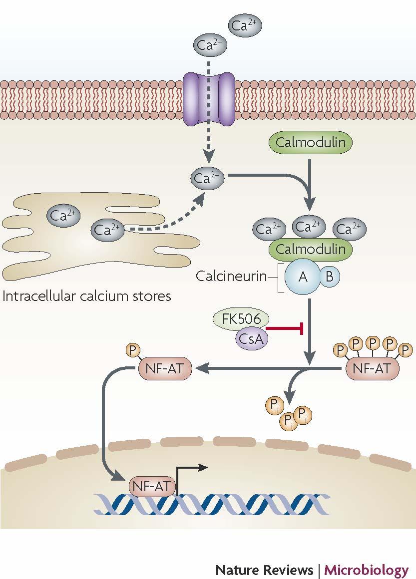 Calcineurin Activation and Inhibition Fungal crza