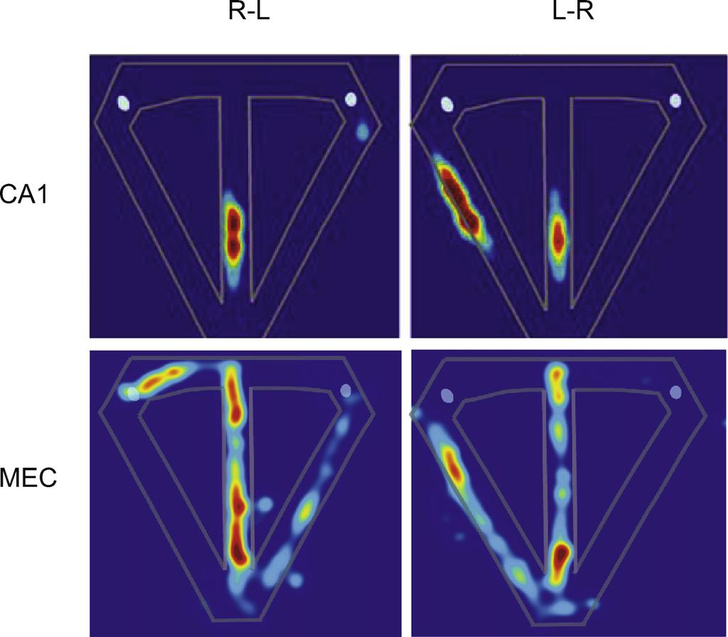 166 H. Eichenbaum et al. / Neuroscience and Biobehavioral Reviews 36 (212) 1597 168 Fig. 5. Spatial firing rate plots for example neurons in CA1 and MEC in rats performing a T-maze alternation task.