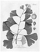 Common Name: Ginkgo Scientific Name: Ginkgo biloba General: Small tree. Flowers: None.